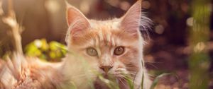 Preview wallpaper cat, muzzle, fluffy, grass, lies