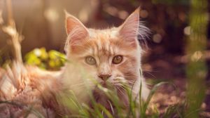 Preview wallpaper cat, muzzle, fluffy, grass, lies
