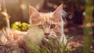 Preview wallpaper cat, muzzle, fluffy, grass, lies