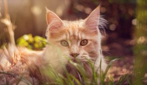 Preview wallpaper cat, muzzle, fluffy, grass, lies