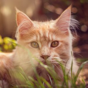 Preview wallpaper cat, muzzle, fluffy, grass, lies