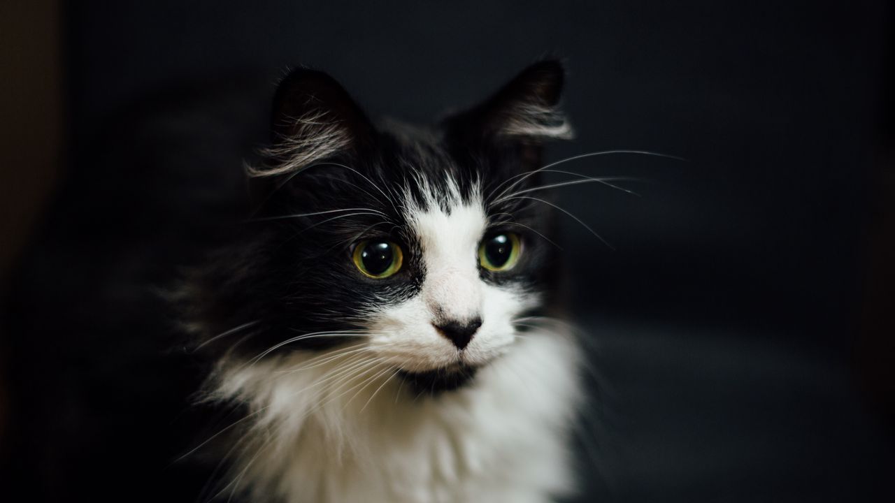 Wallpaper cat, muzzle, fluffy, bw