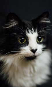 Preview wallpaper cat, muzzle, fluffy, bw