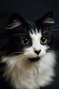 Preview wallpaper cat, muzzle, fluffy, bw