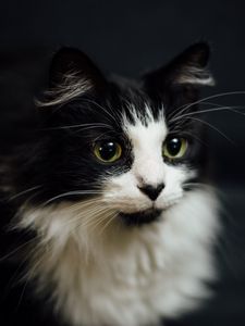 Preview wallpaper cat, muzzle, fluffy, bw
