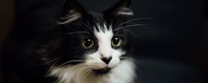 Preview wallpaper cat, muzzle, fluffy, bw