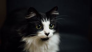 Preview wallpaper cat, muzzle, fluffy, bw