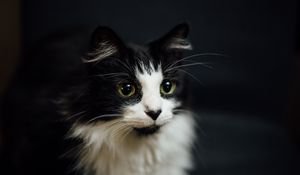 Preview wallpaper cat, muzzle, fluffy, bw