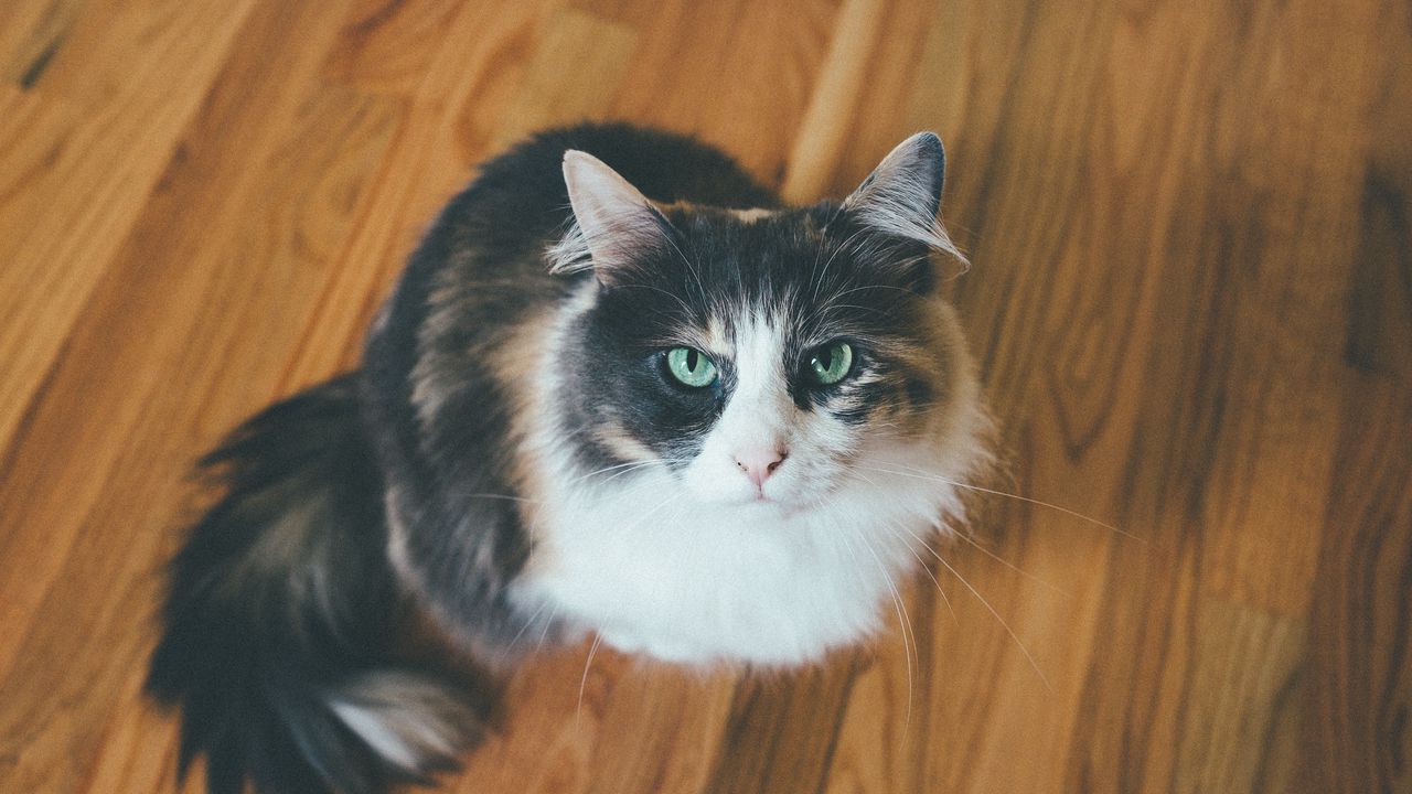 Wallpaper cat, muzzle, fluffy