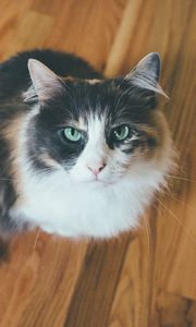 Preview wallpaper cat, muzzle, fluffy
