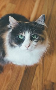 Preview wallpaper cat, muzzle, fluffy
