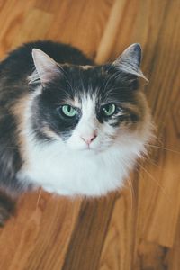 Preview wallpaper cat, muzzle, fluffy