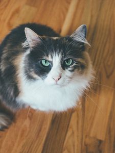 Preview wallpaper cat, muzzle, fluffy