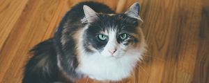 Preview wallpaper cat, muzzle, fluffy