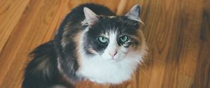 Preview wallpaper cat, muzzle, fluffy