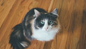 Preview wallpaper cat, muzzle, fluffy