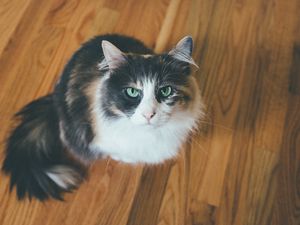 Preview wallpaper cat, muzzle, fluffy