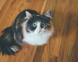Preview wallpaper cat, muzzle, fluffy