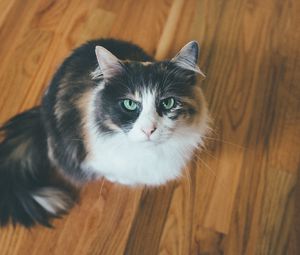 Preview wallpaper cat, muzzle, fluffy