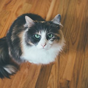 Preview wallpaper cat, muzzle, fluffy