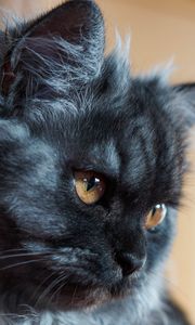 Preview wallpaper cat, muzzle, fluffy