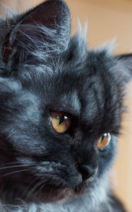 Preview wallpaper cat, muzzle, fluffy
