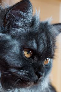 Preview wallpaper cat, muzzle, fluffy