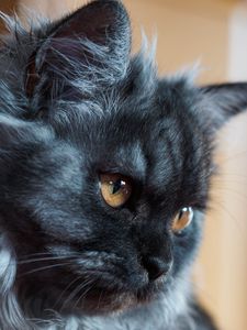 Preview wallpaper cat, muzzle, fluffy