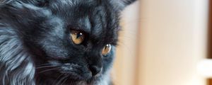 Preview wallpaper cat, muzzle, fluffy
