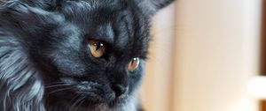 Preview wallpaper cat, muzzle, fluffy