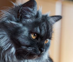 Preview wallpaper cat, muzzle, fluffy
