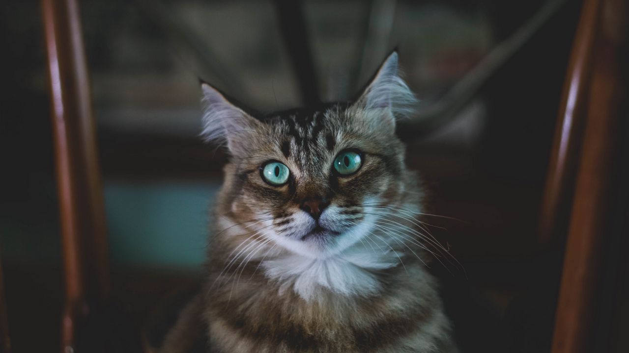 Wallpaper cat, muzzle, fluffy, blue-eyed