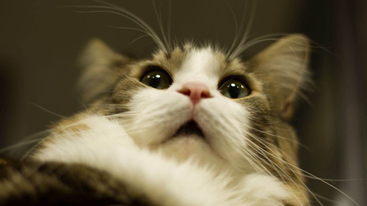 Wallpaper cat, muzzle, fluffy, fur, eyes