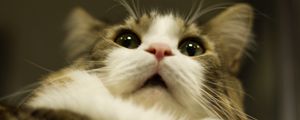 Preview wallpaper cat, muzzle, fluffy, fur, eyes