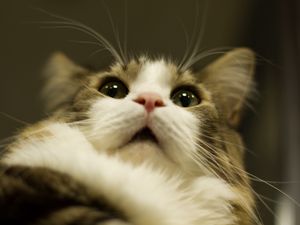 Preview wallpaper cat, muzzle, fluffy, fur, eyes