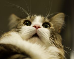 Preview wallpaper cat, muzzle, fluffy, fur, eyes