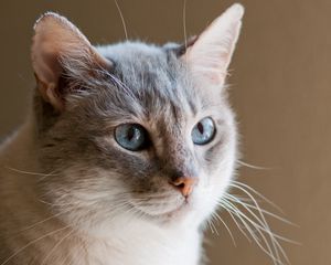 Preview wallpaper cat, muzzle, fluffy, white