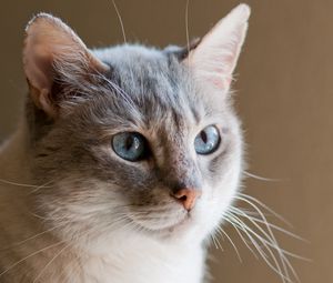 Preview wallpaper cat, muzzle, fluffy, white