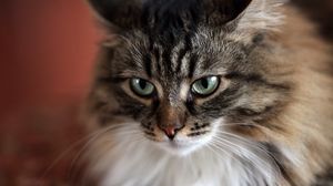 Preview wallpaper cat, muzzle, fluffy, look, sad