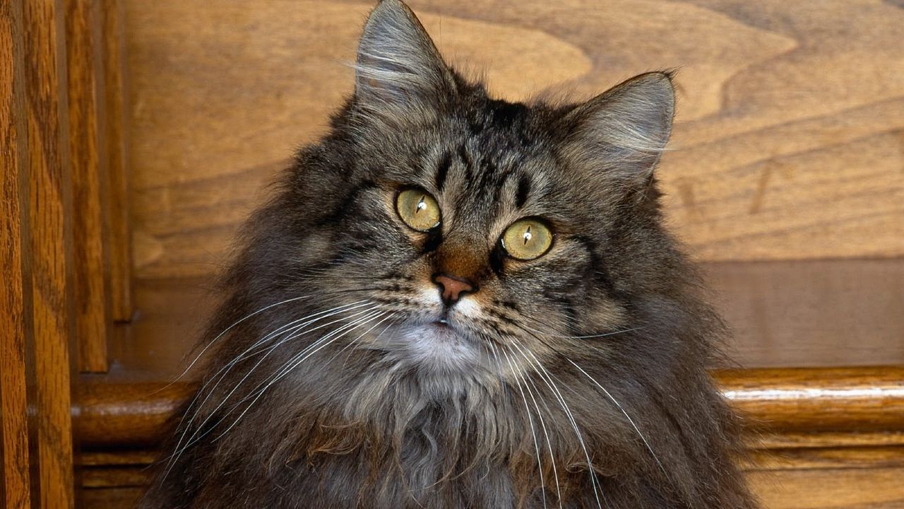 Wallpaper cat, muzzle, fluffy, look