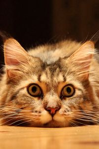 Preview wallpaper cat, muzzle, fluffy lie
