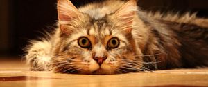 Preview wallpaper cat, muzzle, fluffy lie