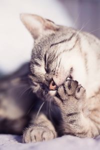 Preview wallpaper cat, muzzle, foot, wash