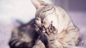 Preview wallpaper cat, muzzle, foot, wash