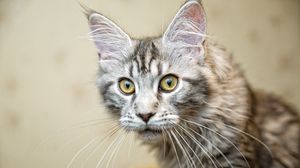 Preview wallpaper cat, muzzle, furry, mustache