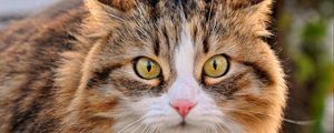 Preview wallpaper cat, muzzle, furry, look