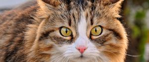 Preview wallpaper cat, muzzle, furry, look
