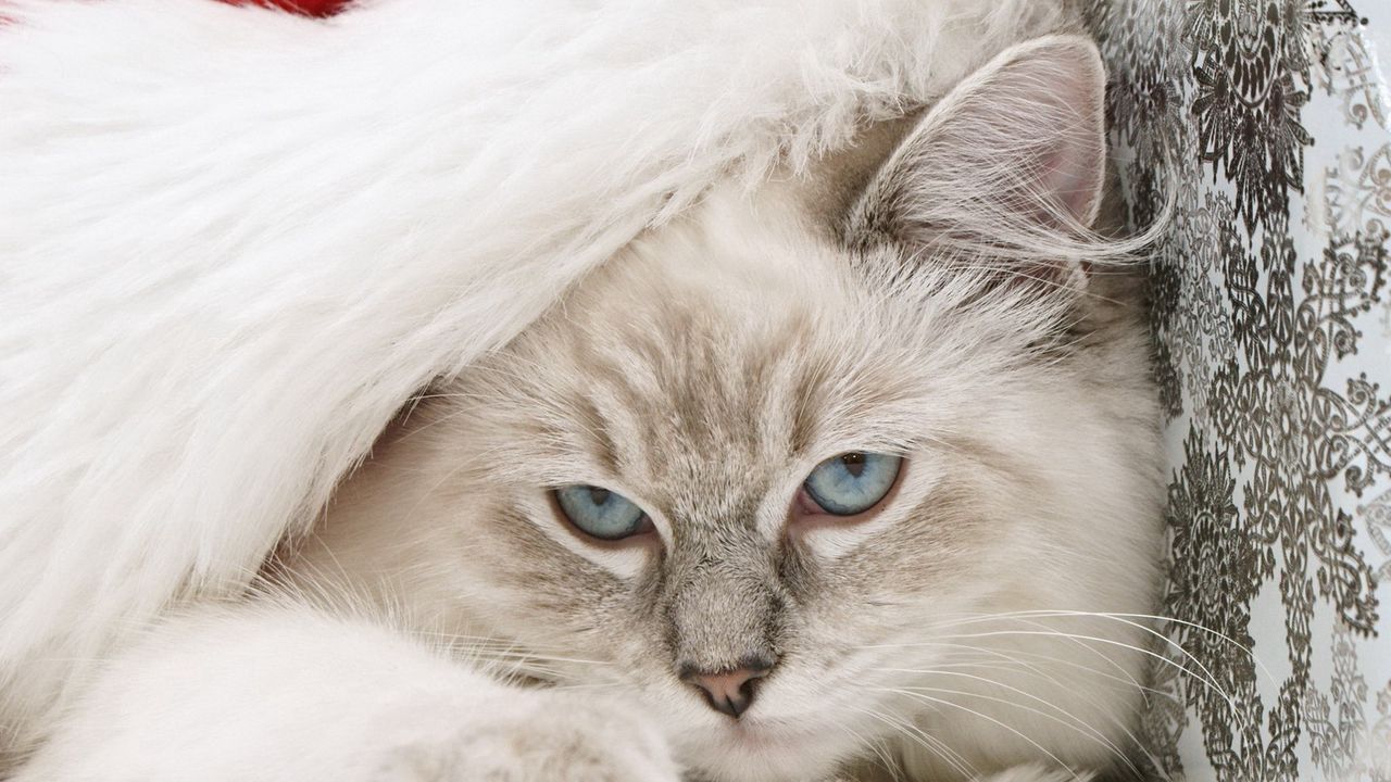 Wallpaper cat, muzzle, furry, hat, santa claus, new year, holiday