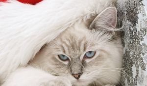 Preview wallpaper cat, muzzle, furry, hat, santa claus, new year, holiday