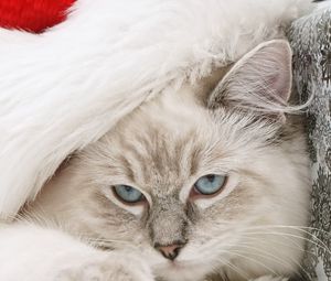 Preview wallpaper cat, muzzle, furry, hat, santa claus, new year, holiday